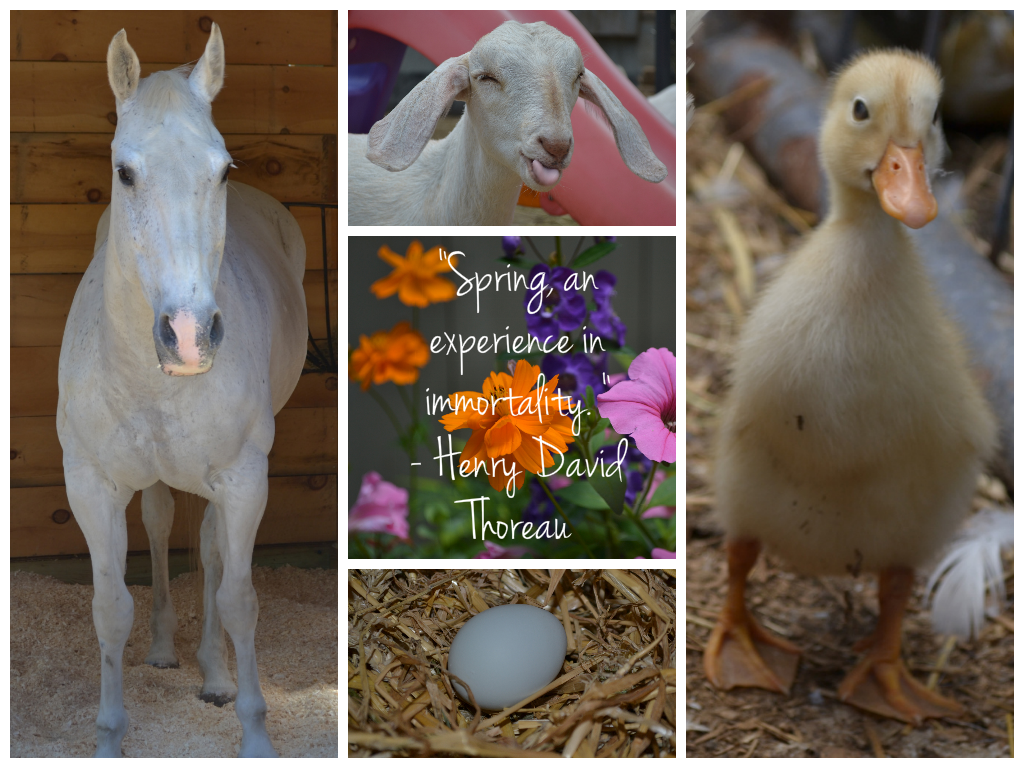 Ahhhhhh SPRING!! - Jenness Farm Blog