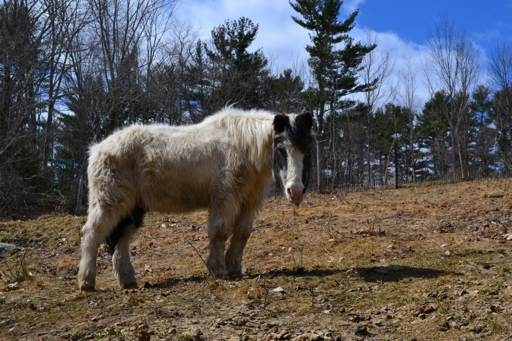 AMAZING & exciting things are happening at Jenness Farm!! - Jenness ...